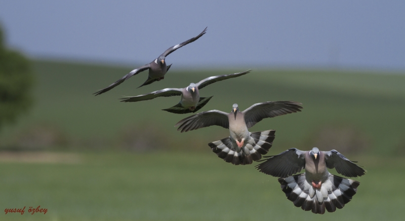 Urfa'nın Kuş Türleri
