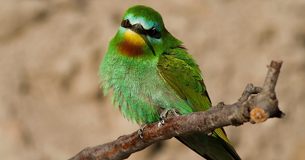 Yeşil arı kuşları