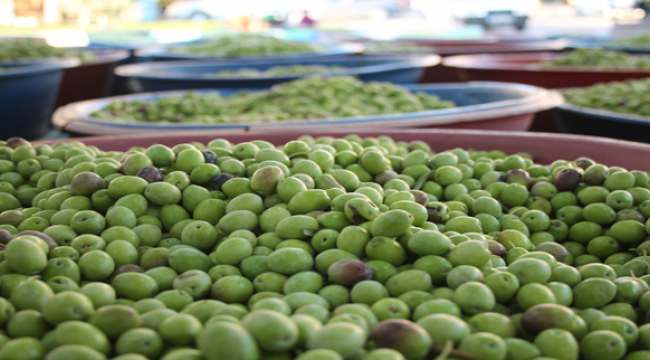Artık Zeytinler Urfa'da İşleniyor