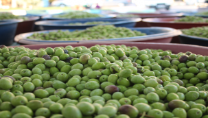 Artık Zeytinler Urfa'da İşleniyor