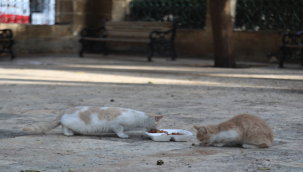 Balıklar ve sokak hayvanları unutulmadı