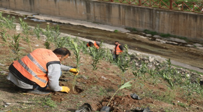 Şanlıurfa Baharla Birlikte Rengârenk Çiçekler Açacak 