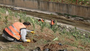 Şanlıurfa Baharla Birlikte Rengârenk Çiçekler Açacak 