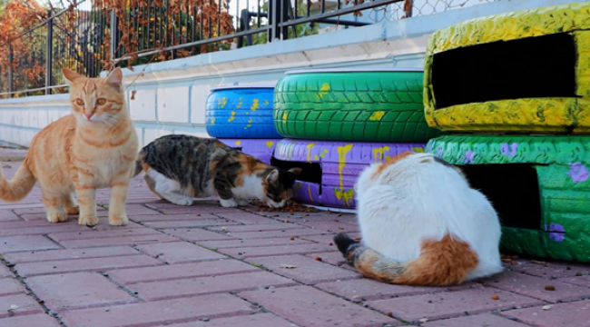 Şanlıurfa Büyükşehir Belediyesi Kedi Evi Projesini Hayata Geçirdi