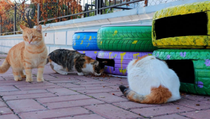 Şanlıurfa Büyükşehir Belediyesi Kedi Evi Projesini Hayata Geçirdi