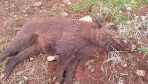 Şanlıurfa'da aracın çarptığı domuz telef oldu