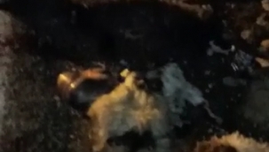 Şanlıurfa"da koyun sürüsünü tır çarptı