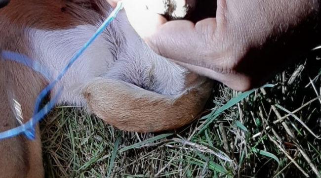 Süleyman Şah kampında sıkışan köpeği itfalye kurtardı