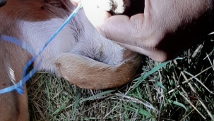 Süleyman Şah kampında sıkışan köpeği itfalye kurtardı