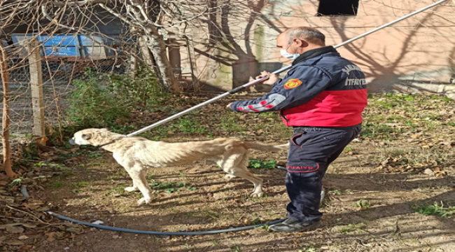 Suruç'ta O Köpreği İtfaiye Kurtardı