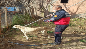 Suruç'ta O Köpreği İtfaiye Kurtardı