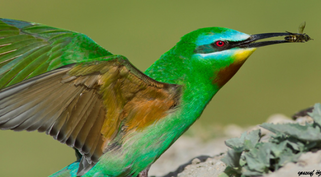 Urfa'da Bilinmeyen Kuş Türleri