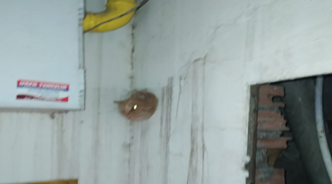 Urfa'da kedi soba borusuna sıkıştı