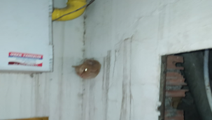 Urfa'da kedi soba borusuna sıkıştı