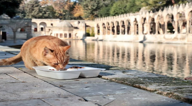 Urfa'da sokak hayvanları unutulmadı