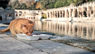 Urfa'da sokak hayvanları unutulmadı