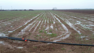 Yağışlar Şanlıurfalı Çiftçisini Sevindirdi