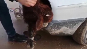 Akçakale'de otomobil farında ele geçirilen kuzuların çifti 30 bin liraymış!