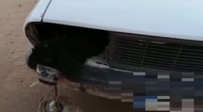Akçakale'de  otomobilin far bölümlerine gizlenmiş 4 kuzu ele geçirildi