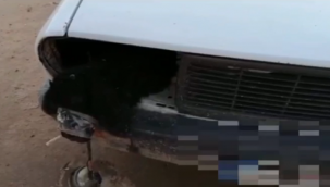 Akçakale'de  otomobilin far bölümlerine gizlenmiş 4 kuzu ele geçirildi