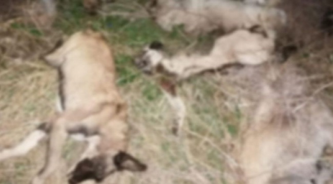 Ceylanpınar'da vahşet