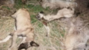 Ceylanpınar'da vahşet