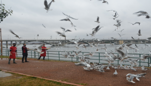 Fırat'ı aç kalan martılara Lokantacılar yem verdi