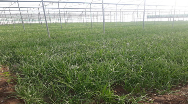 GAP çiftçisinin yüzünü güldürdü