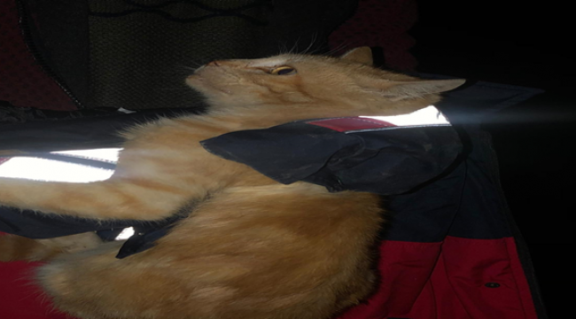 İtfaiye'den kedi kurtarma operasyonu