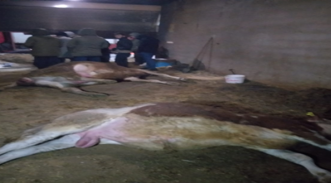 Şanlıurfa'da barınakta yangın meydana geldi