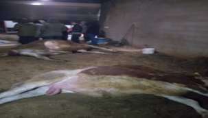 Şanlıurfa'da barınakta yangın meydana geldi