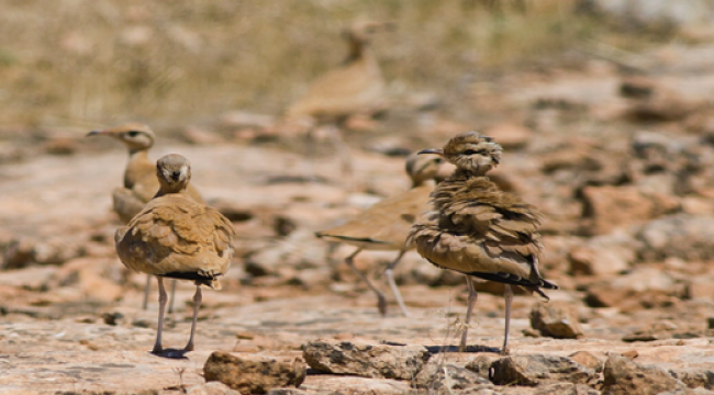 Şanlıurfa'da çöl güzeli