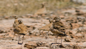 Şanlıurfa'da çöl güzeli