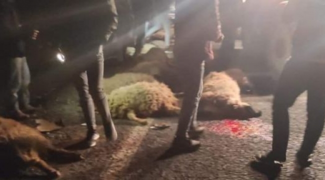 Şanlıurfa'da kamyonet koyun sürüsüne daldı: 21 koyun telef oldu