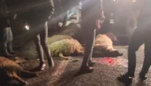 Şanlıurfa'da kamyonet koyun sürüsüne daldı: 21 koyun telef oldu