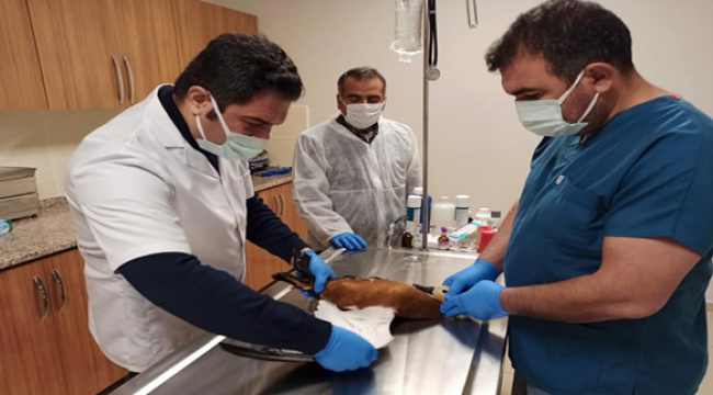 Şanlıurfa'da yaralı leylek ve angıt bulundu