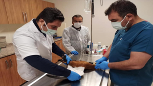 Şanlıurfa'da yaralı leylek ve angıt bulundu