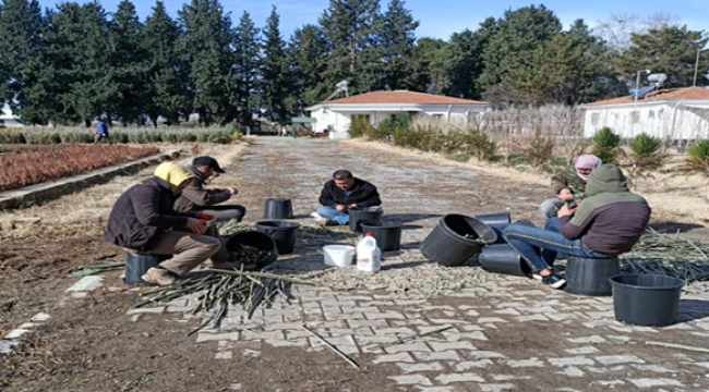Şanlıurfa'da zeytin üretimi artıyor
