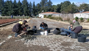 Şanlıurfa'da zeytin üretimi artıyor