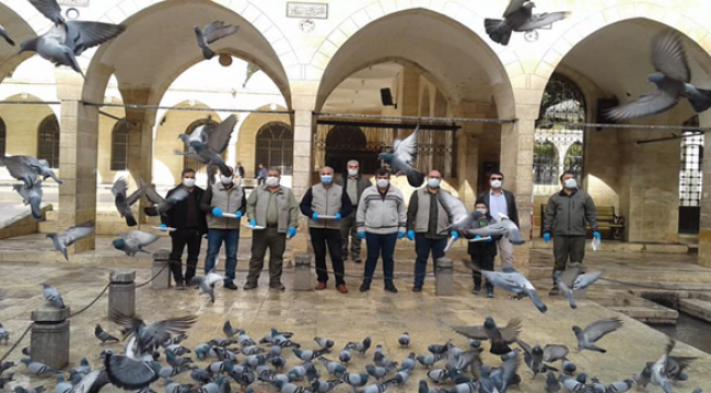 Şanlıurfa'daki O kuşlar beslendi