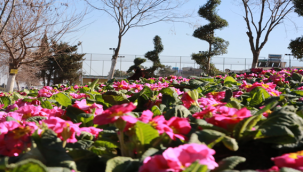 Doğanın harika renkleri, Eyyübiye'de toprakla buluşuyor