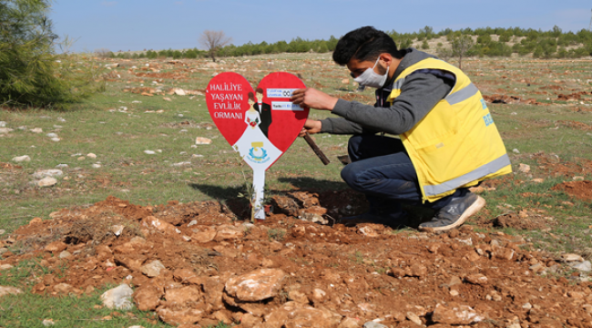 Haliliye belediyesinden evlenen çiftlere ömürlük hediye