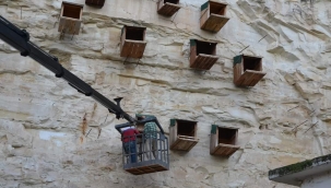 Kelaynakların yuvaları onarıldı