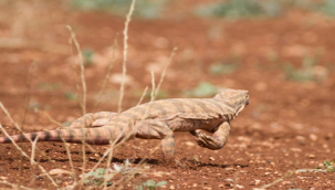 Şanlıurfa bozkırlarında bir dev çöl varanı 