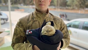 Şanlıurfa'da jandarma Şahin'i yaralı  halde buldu