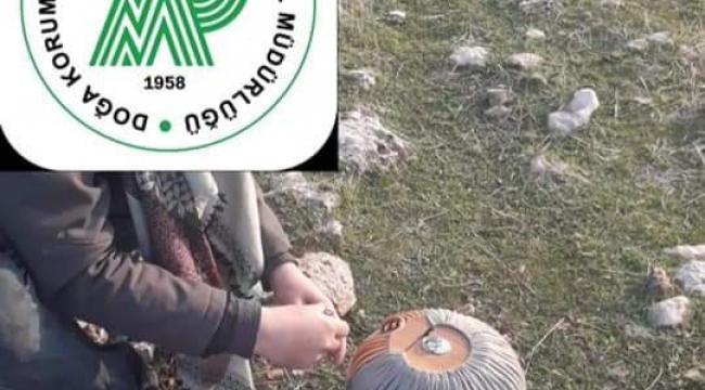 Şanlıurfa' da yasak gününde avlanan bir kişi yakalandı