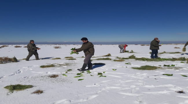 Siverek'te karlar içerisine yem bırakıldı