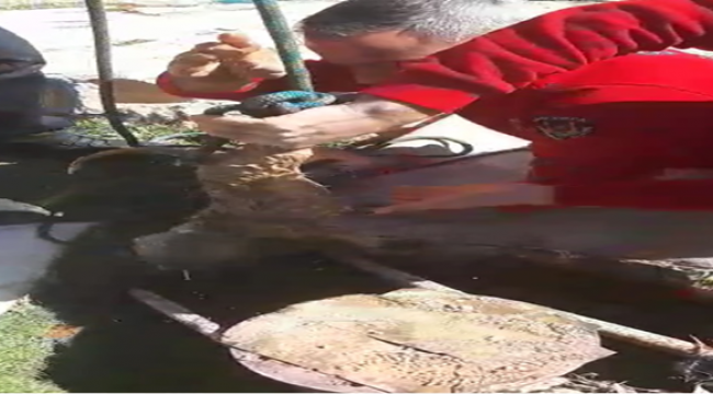 Urfa'da kuyuya düşen köpek kurtarıldı