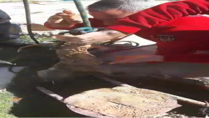 Urfa'da kuyuya düşen köpek kurtarıldı