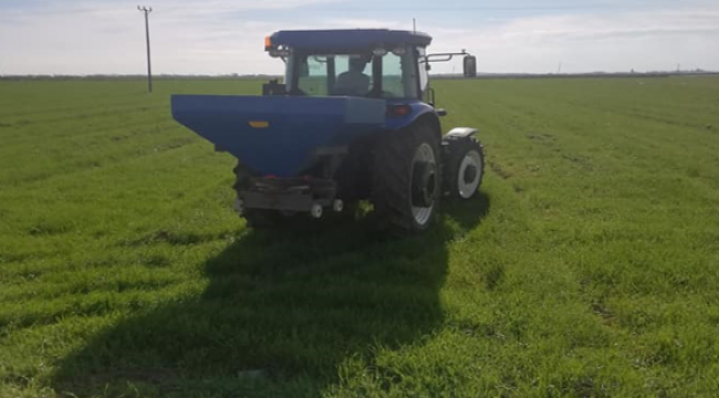 Urfa'da yağmur ile tarlaya gübre attılar